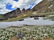 82 Dalla Baita di Monte Campo  distese di Crocus vernus con vista verso i Tre Pizzi